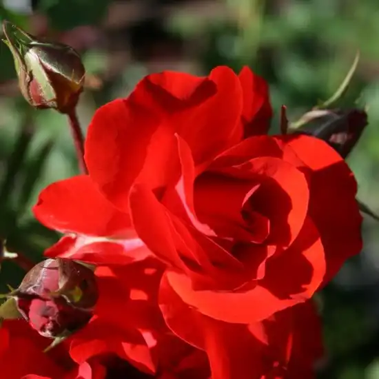Roșu - Trandafiri - Satchmo - 